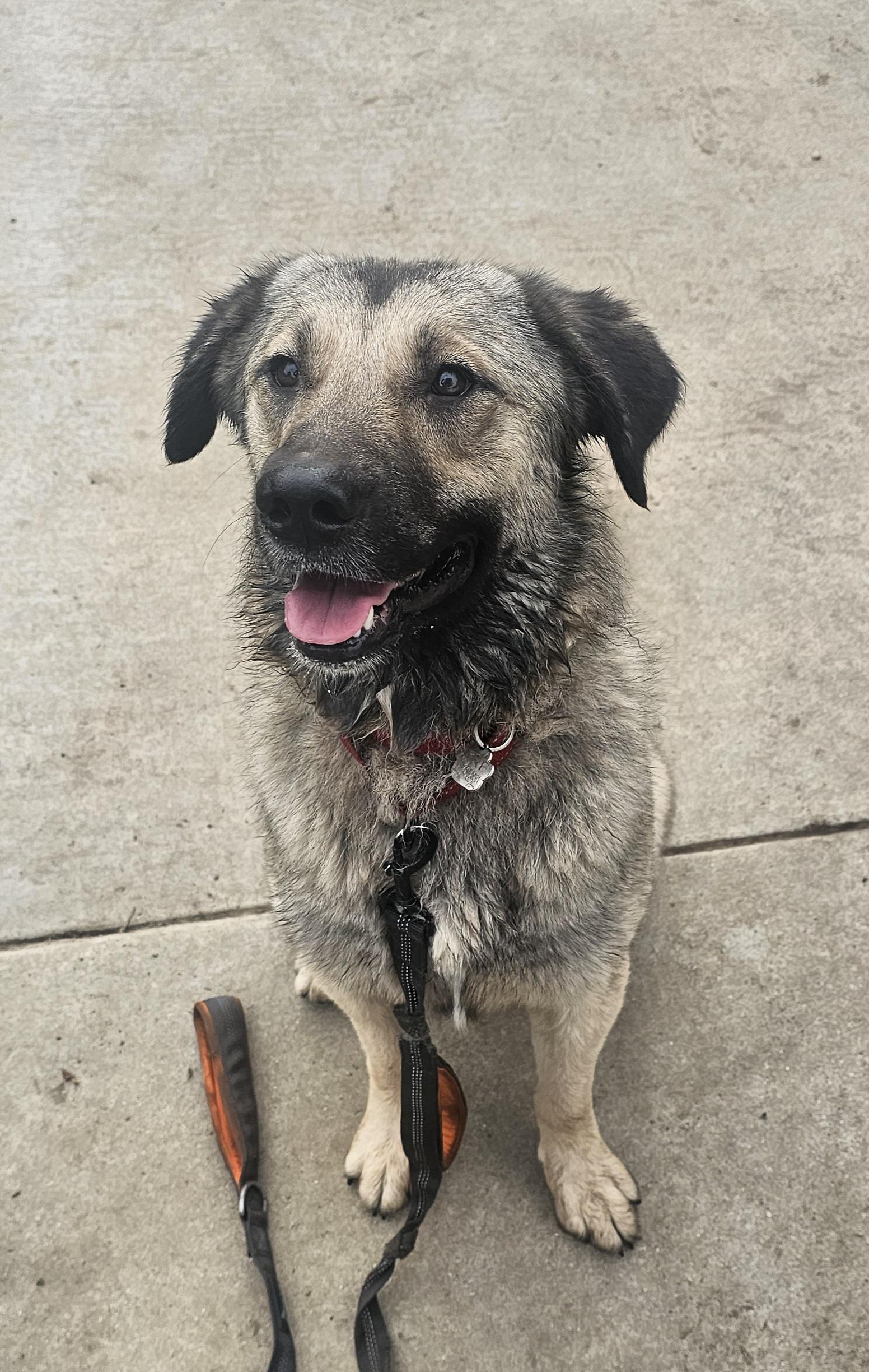 Enlarge Nanie, a Adoptable mixed breed in pasadena, CA image 2/6
