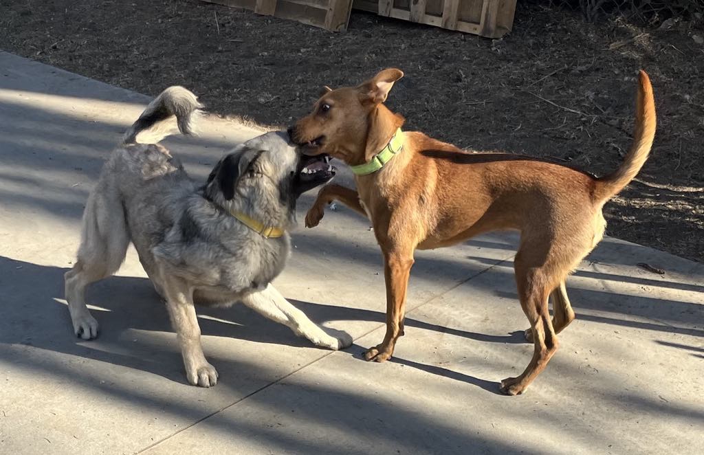 Enlarge Nanie, a Adoptable mixed breed in pasadena, CA image 6/6
