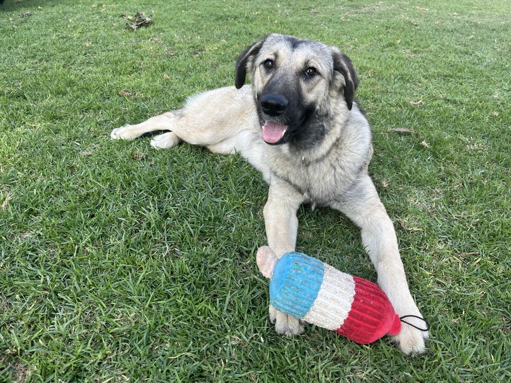 Nanie, Adoptable, Young Female Anatolian Shepherd & Sarplaninac.