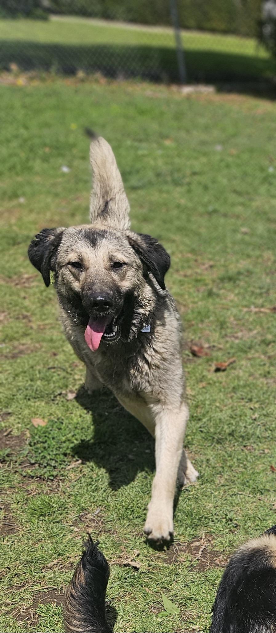 Enlarge Nanie, a Adoptable mixed breed in pasadena, CA image 3/6
