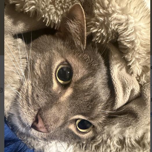 Franklin, Adoptable, Adult Male Domestic Short Hair.