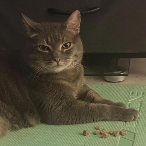 Franklin, a Adoptable Domestic Short Hair in Lions Bay, BC image 2/3