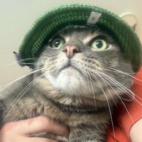 Franklin, a Adoptable Domestic Short Hair in Lions Bay, BC image 3/3