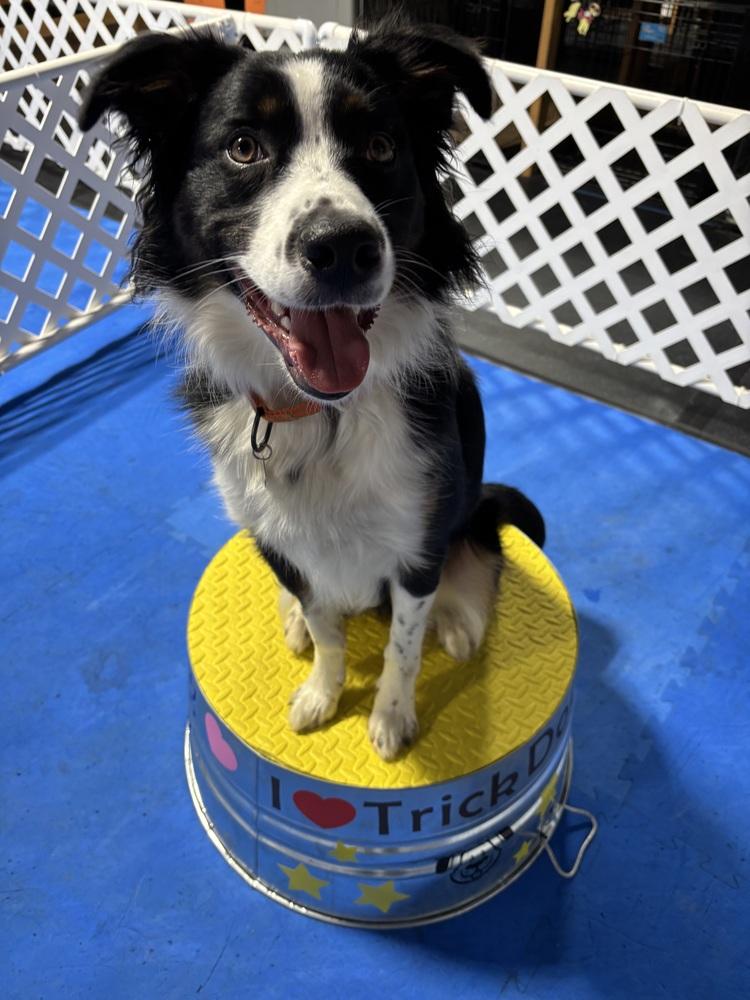 Enlarge 0777 Pongo, a Adoptable mixed breed in Ringwood, IL image 1/6