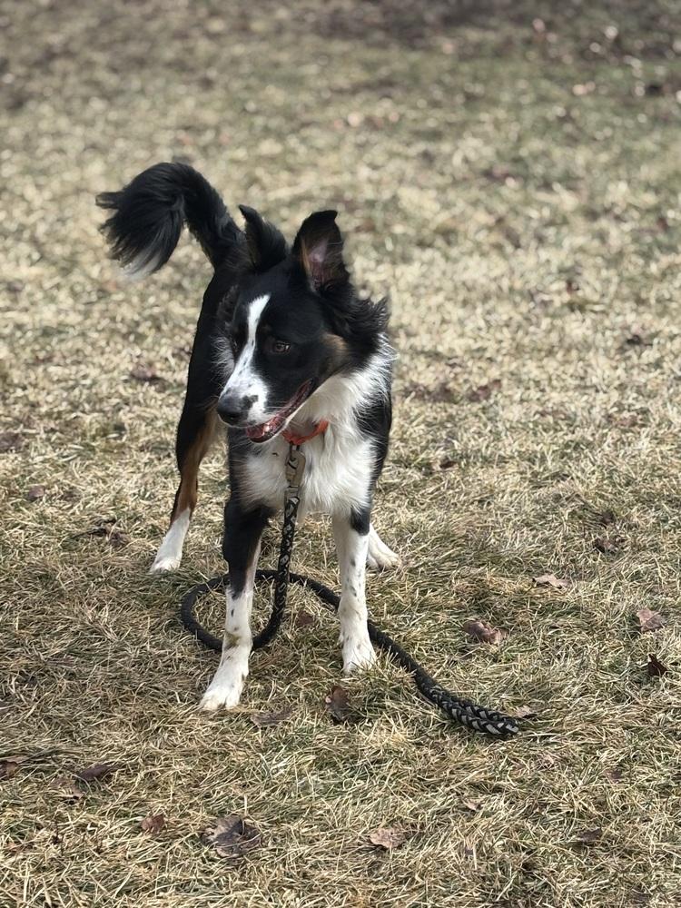 Enlarge 0777 Pongo, a Adoptable mixed breed in Ringwood, IL image 2/6