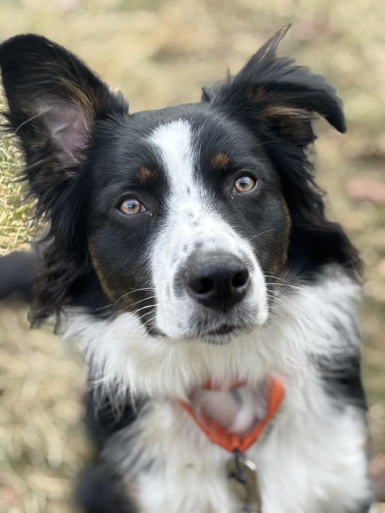 Enlarge 0777 Pongo, a Adoptable mixed breed in Ringwood, IL image 3/6