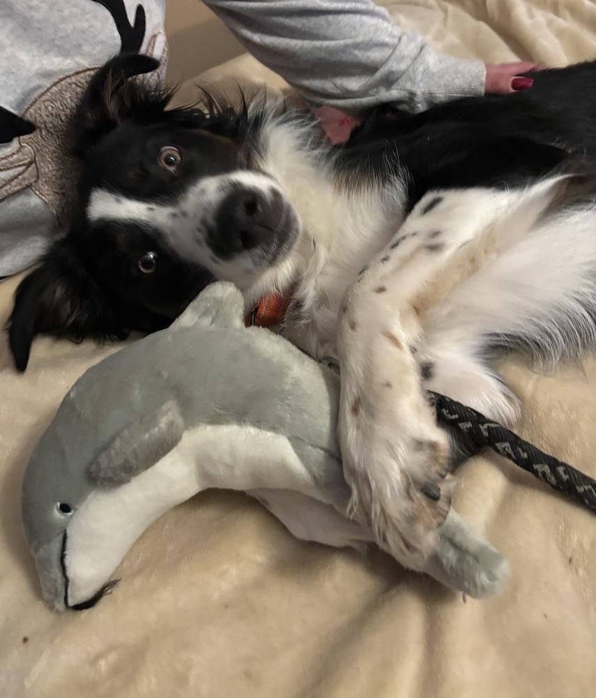 Enlarge 0777 Pongo, a Adoptable mixed breed in Ringwood, IL image 2/6