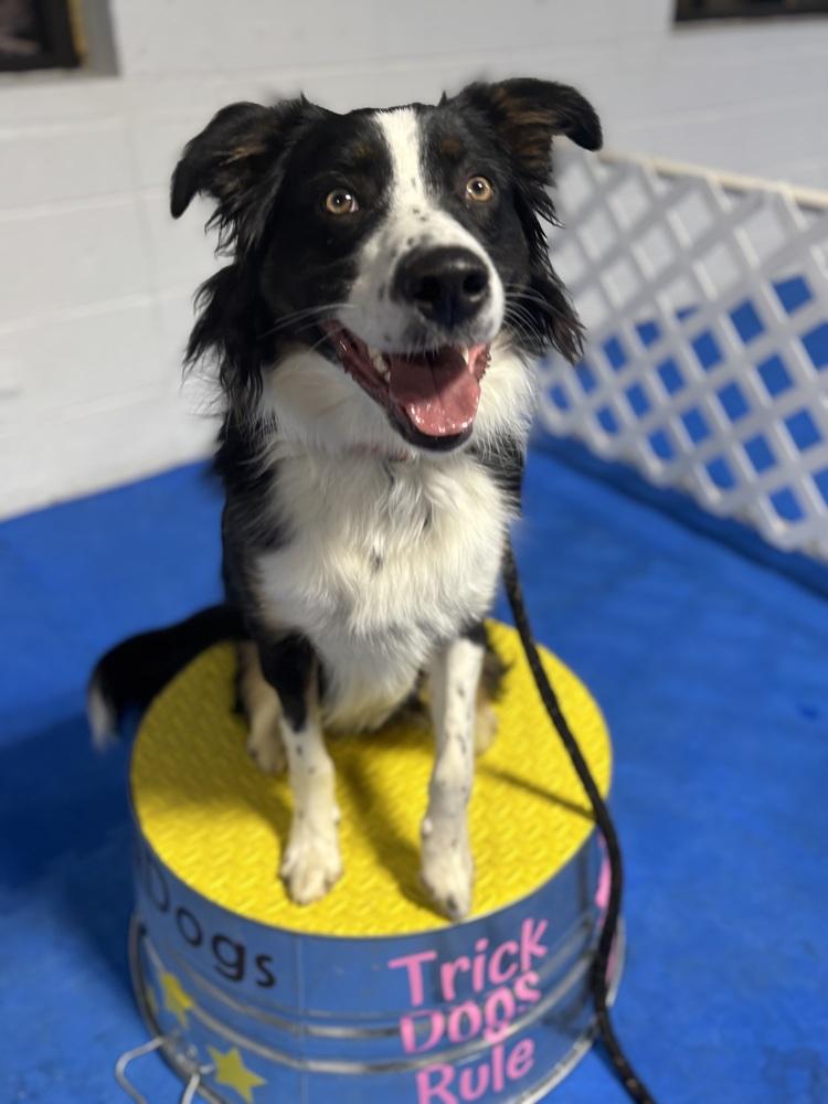 Enlarge 0777 Pongo, a Adoptable mixed breed in Ringwood, IL image 4/6