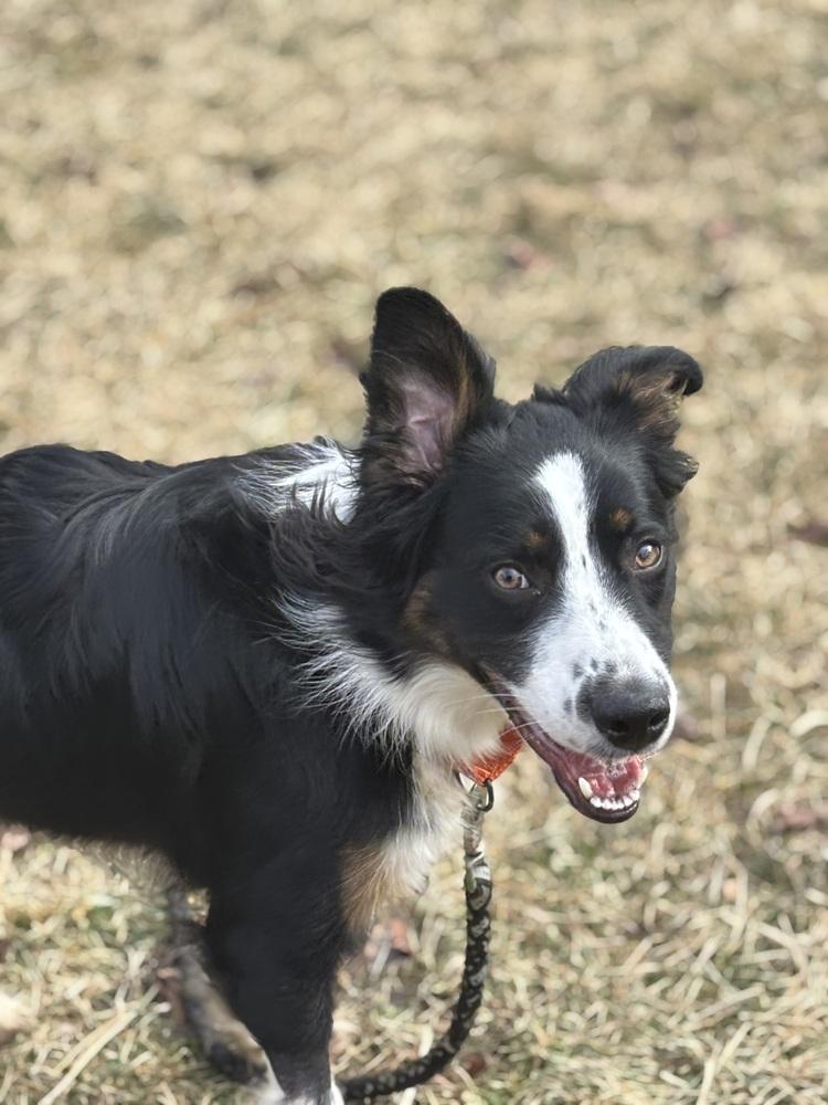 Enlarge 0777 Pongo, a Adoptable mixed breed in Ringwood, IL image 5/6