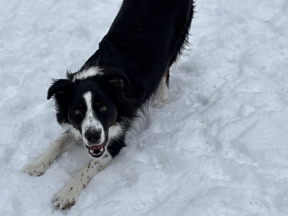Enlarge 0777 Pongo, a Adoptable mixed breed in Ringwood, IL image 5/6