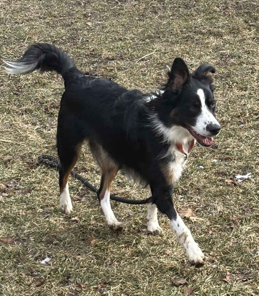 Enlarge 0777 Pongo, a Adoptable mixed breed in Ringwood, IL image 6/6