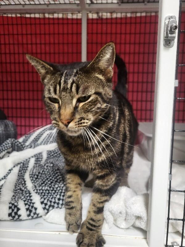 Enlarge Ripley(Galen), a Adoptable Domestic Short Hair in Diamond Springs, CA image 1/6