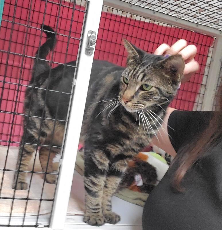 Enlarge Ripley(Galen), a Adoptable Domestic Short Hair in Diamond Springs, CA image 2/6