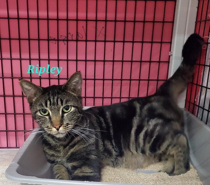 Enlarge Ripley(Galen), a Adoptable Domestic Short Hair in Diamond Springs, CA image 3/6