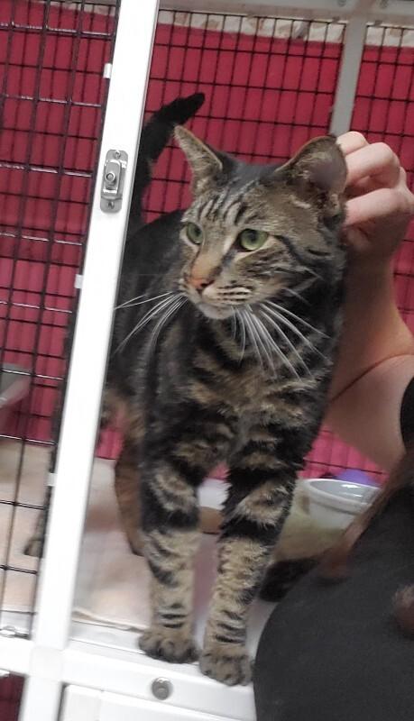 Enlarge Ripley(Galen), a Adoptable Domestic Short Hair in Diamond Springs, CA image 4/6