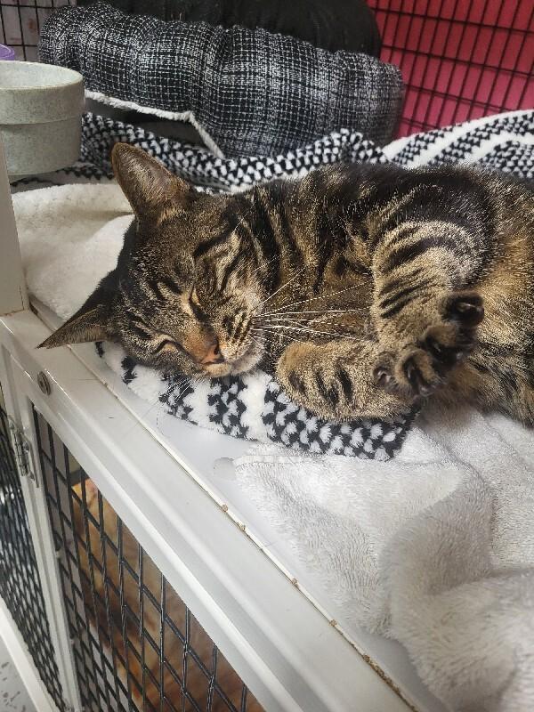 Enlarge Ripley(Galen), a Adoptable Domestic Short Hair in Diamond Springs, CA image 5/6