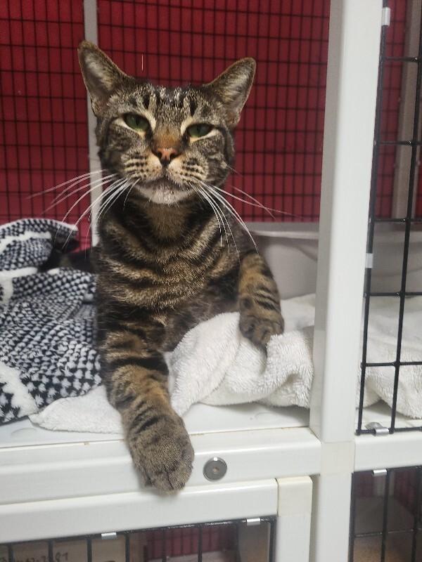 Enlarge Ripley(Galen), a Adoptable Domestic Short Hair in Diamond Springs, CA image 6/6