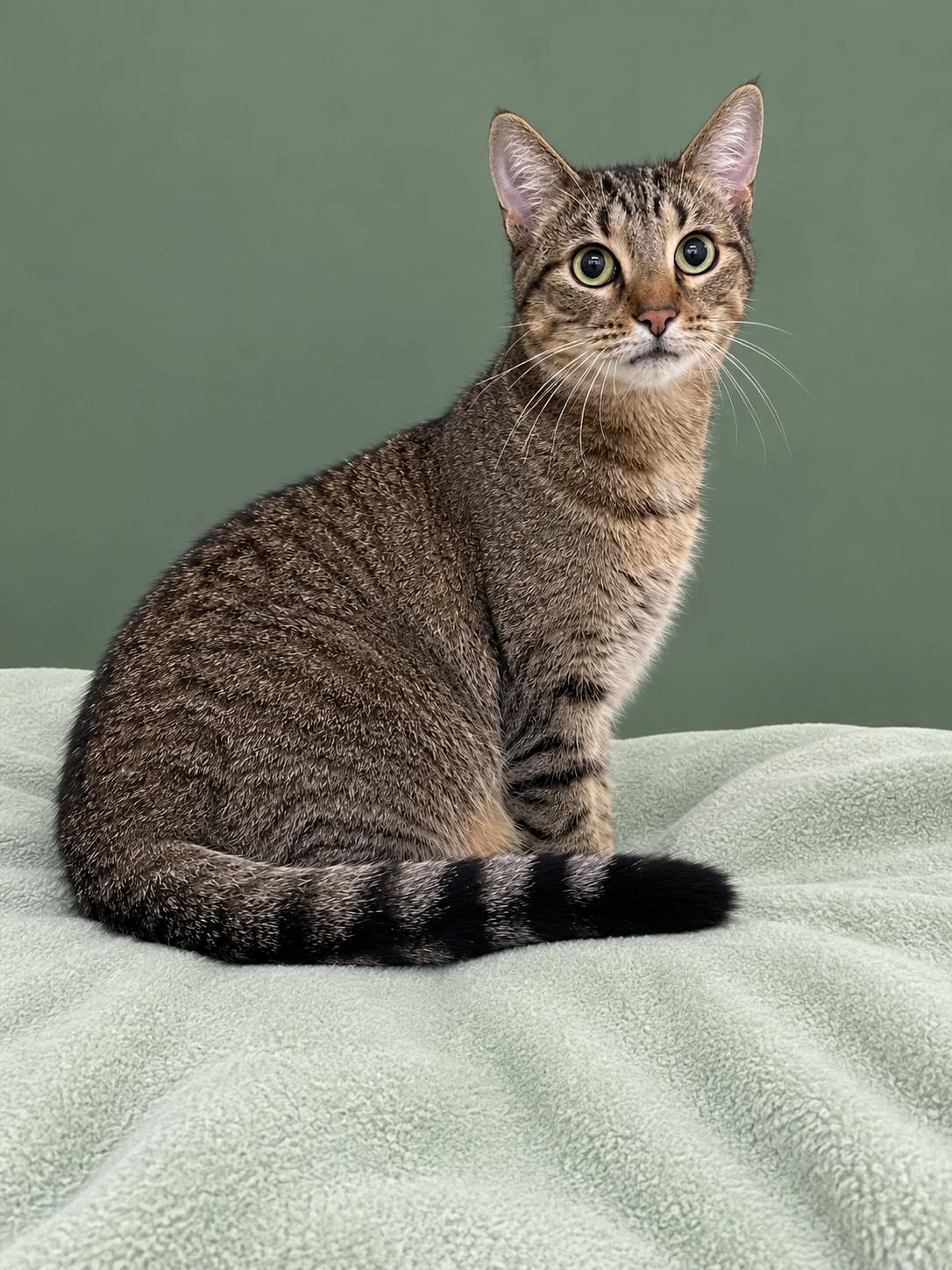 Enlarge Missy, a Adopted Domestic Short Hair in Lacon, IL image 1/1