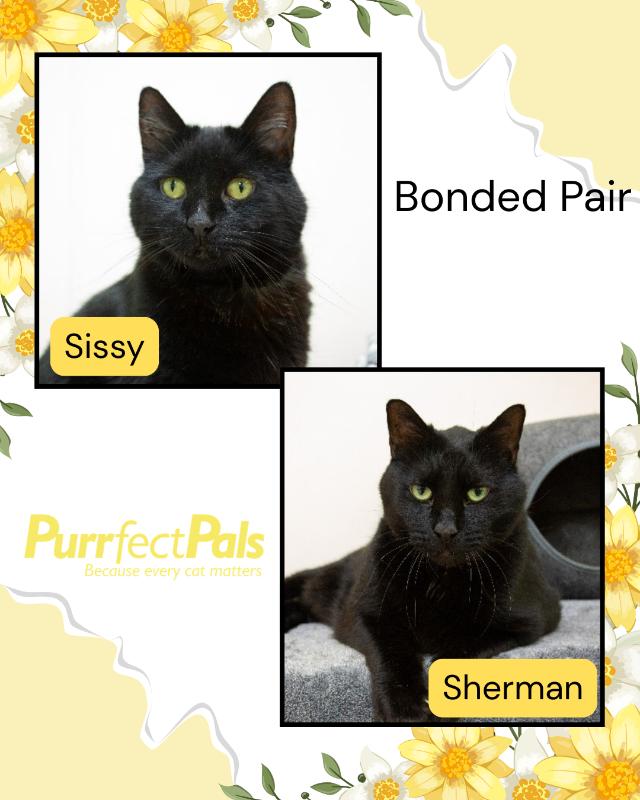 Sherman, Adoptable, Senior Male Domestic Short Hair.