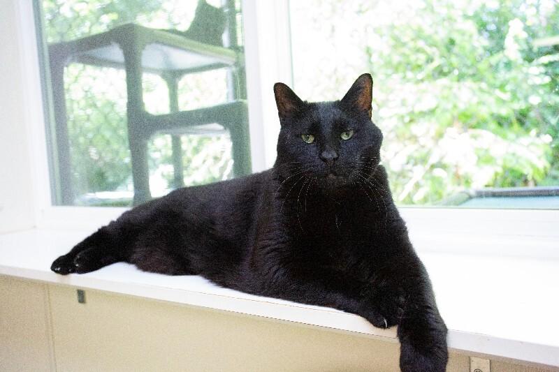 Enlarge Sherman, a Adoptable Domestic Short Hair in Arlington, WA image 2/5