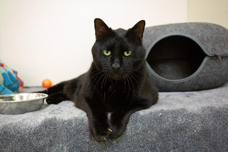 Enlarge Sherman, a Adoptable Domestic Short Hair in Arlington, WA image 3/5