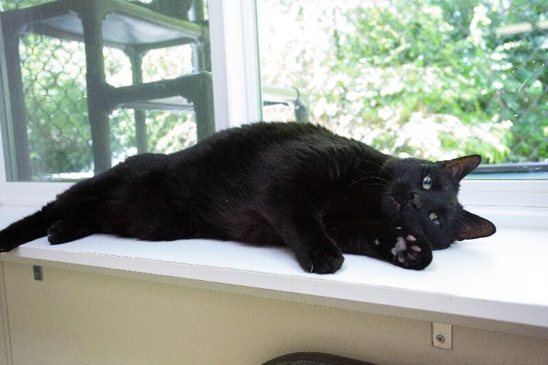 Enlarge Sherman, a Adoptable Domestic Short Hair in Arlington, WA image 4/5