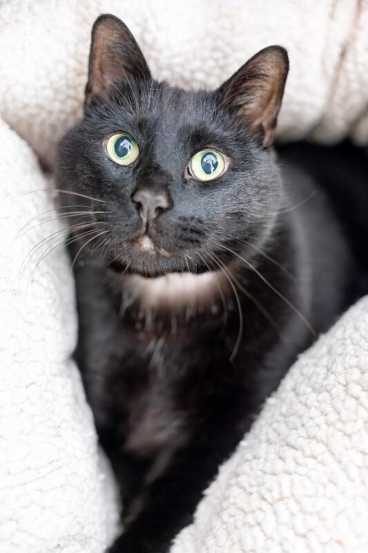 Enlarge Sherman, a Adoptable Domestic Short Hair in Arlington, WA image 5/5