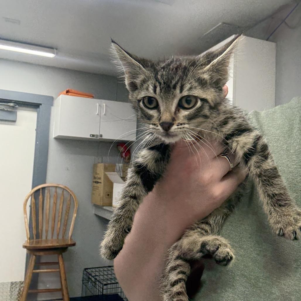 Lime, Adoptable, Kitten Male Domestic Short Hair.