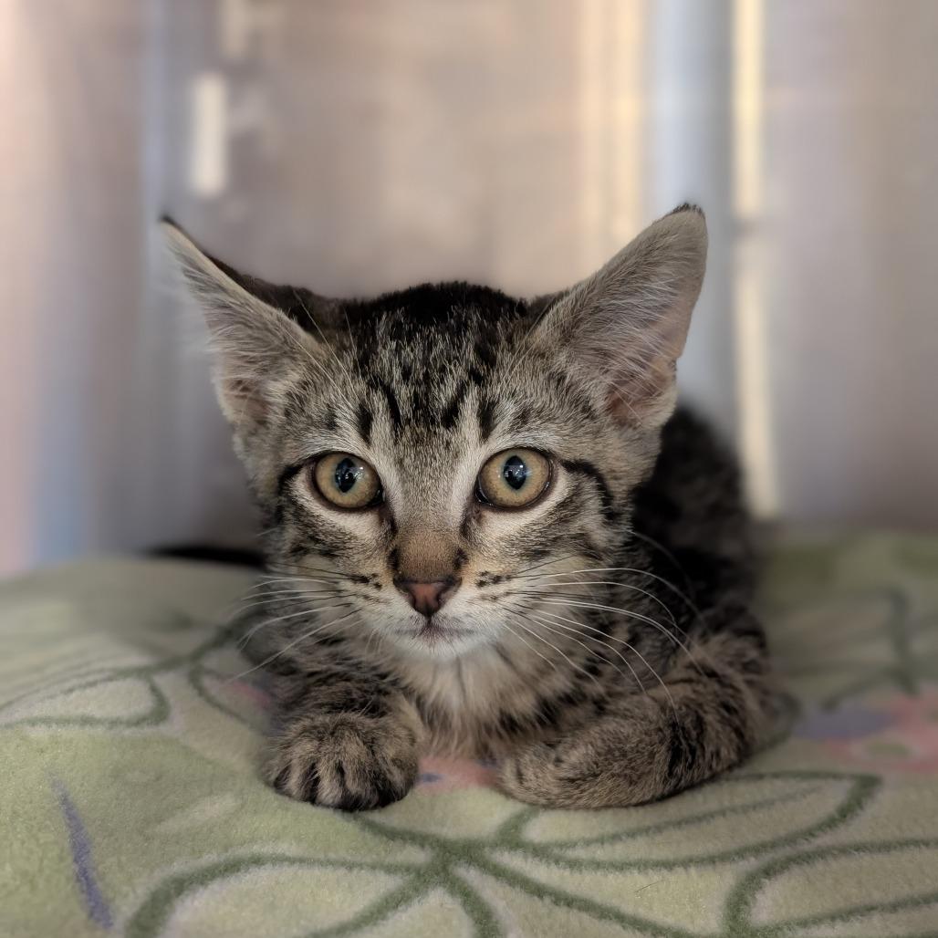 Lime, a Adoptable Domestic Short Hair in Spokane, WA image 2/2