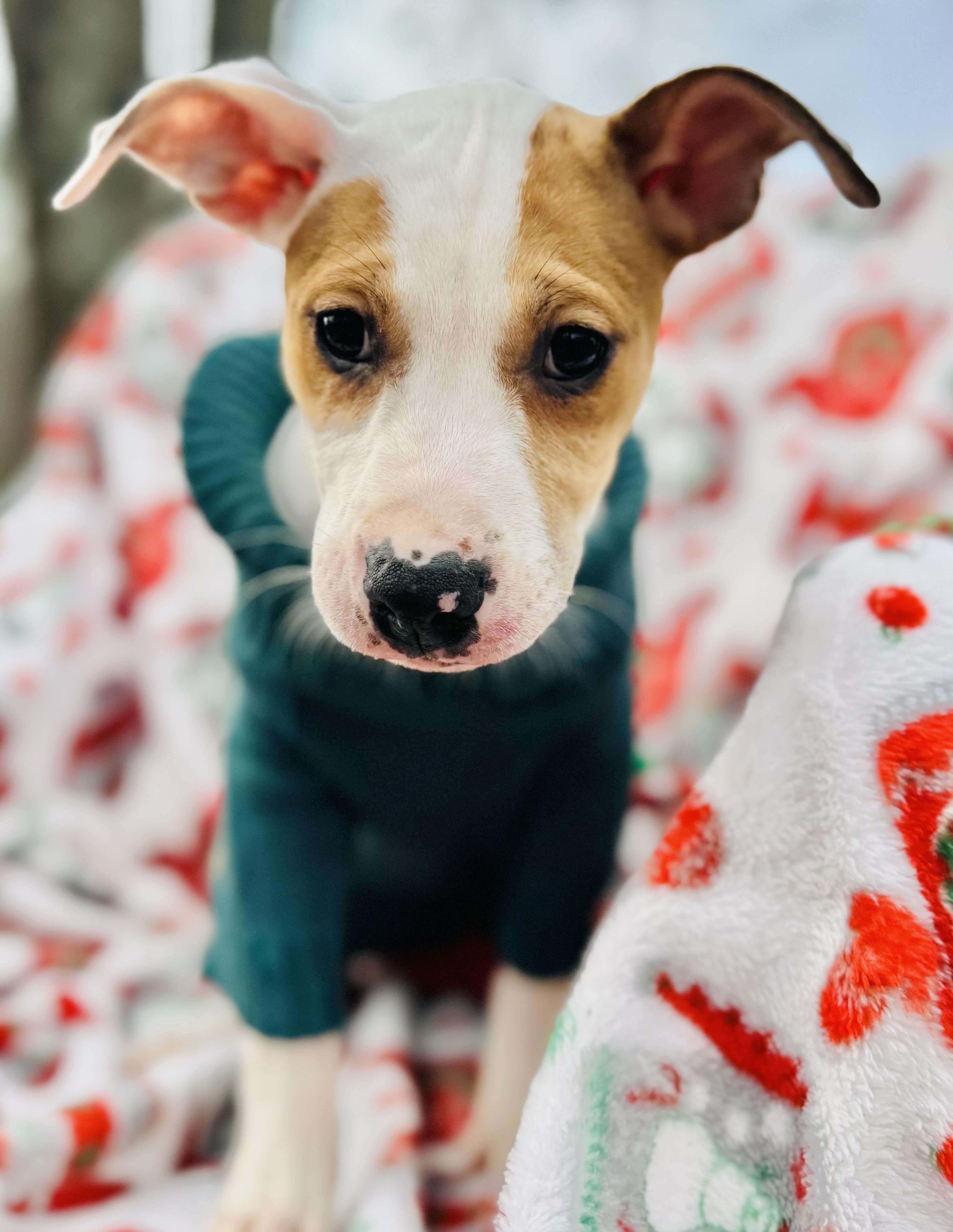 Enlarge Izzy , a ADOPTABLE mixed breed in Albemarle, NC image 2/2