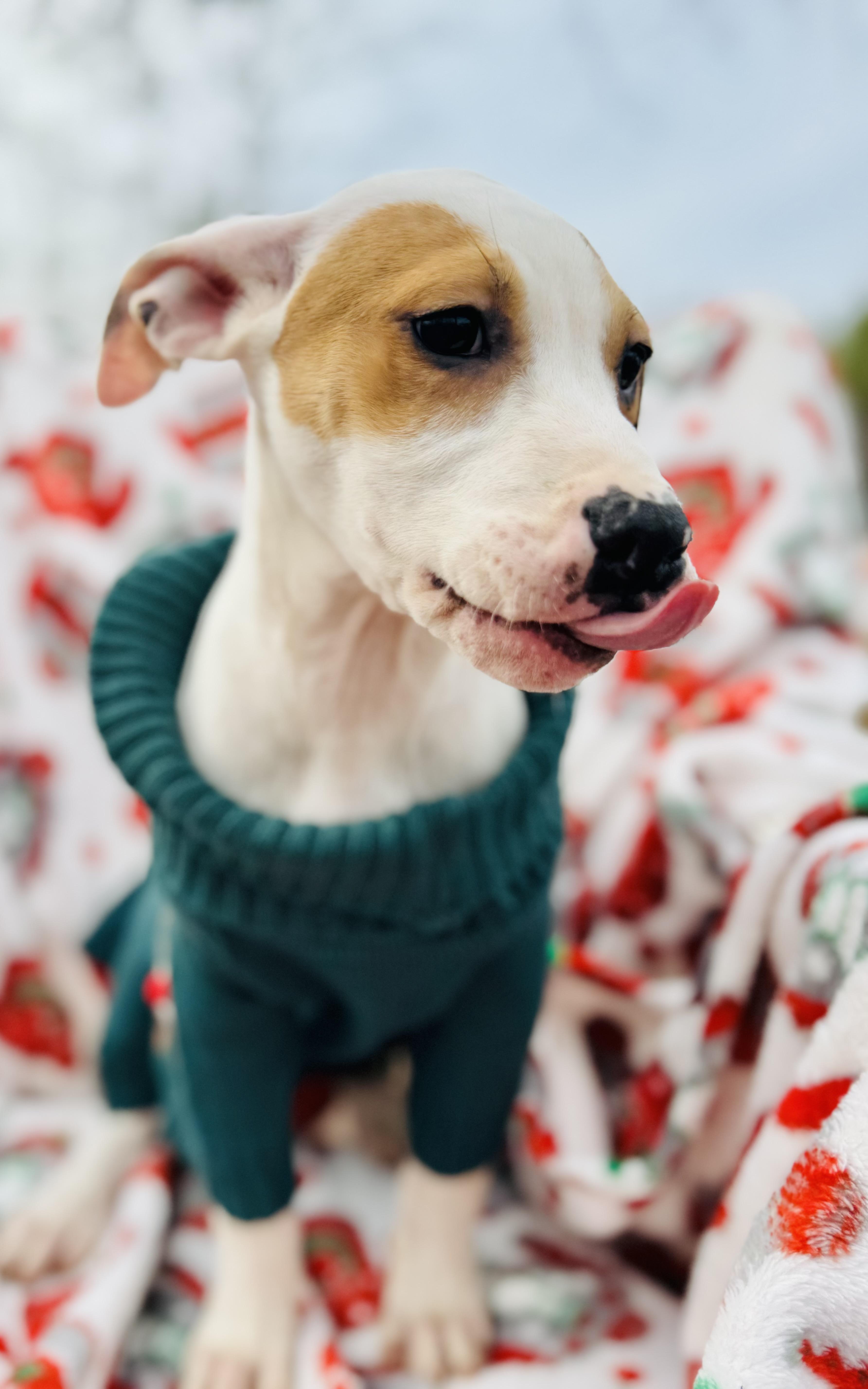 Izzy , ADOPTABLE, Young Female Boxer.