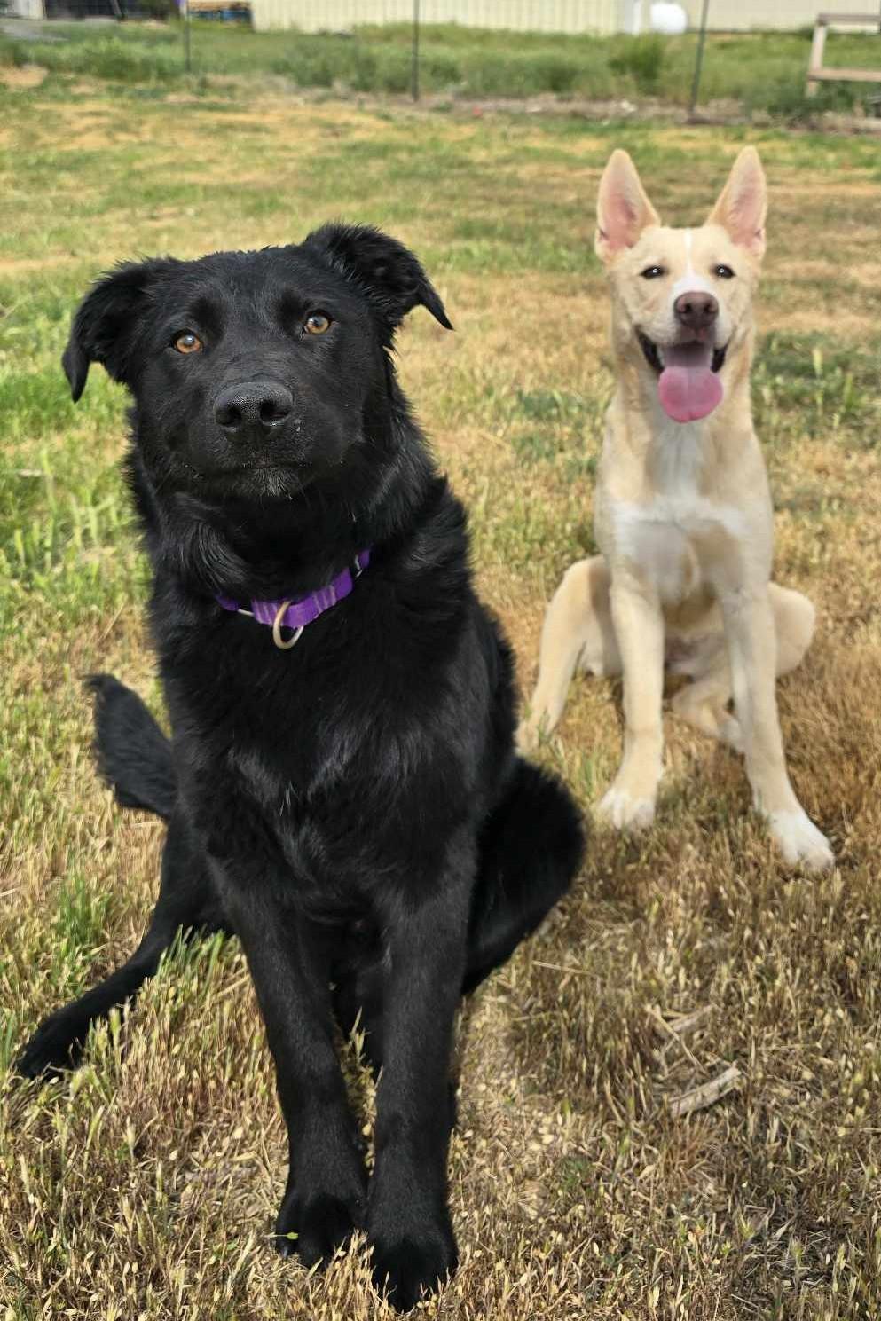 Velmer: RIDGE DOG IN TRAINING @ PRISON FACILITY