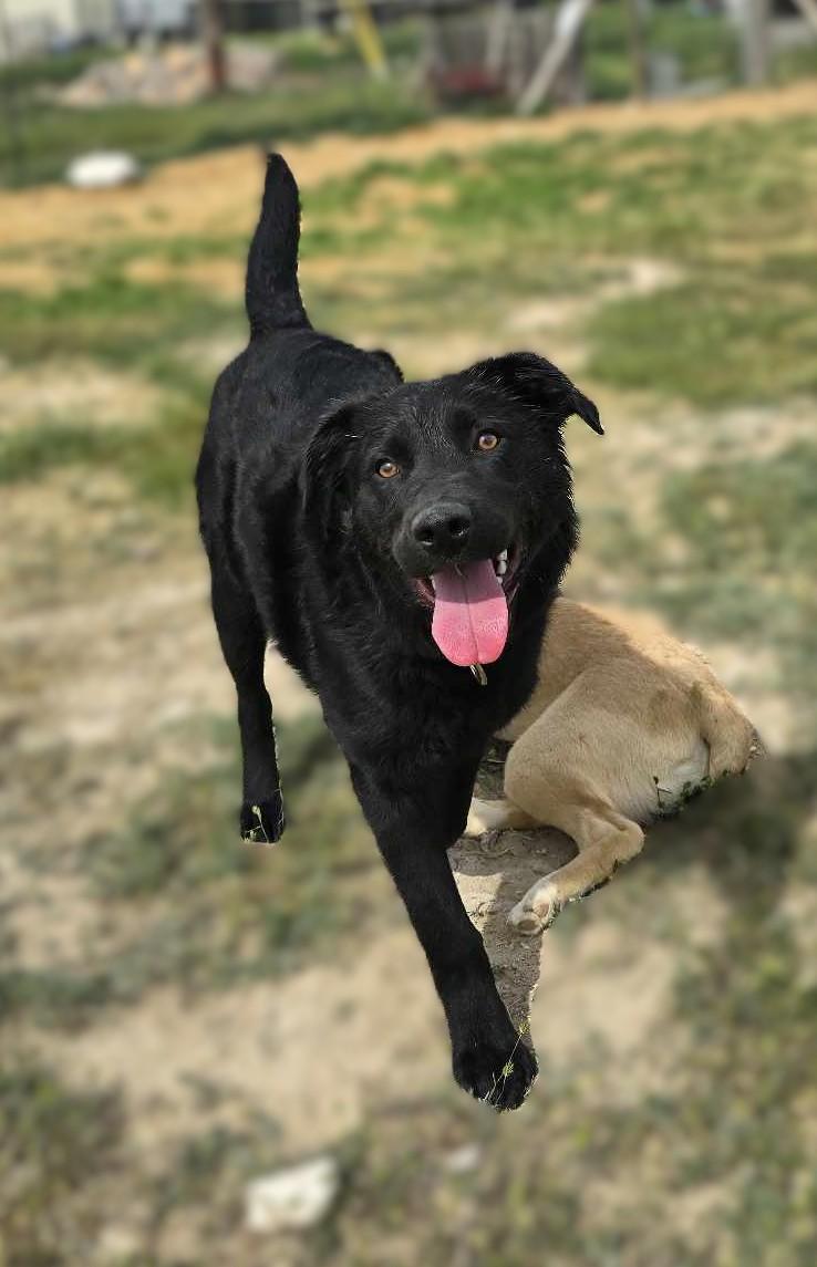 Velmer: RIDGE DOG IN TRAINING @ PRISON FACILITY 2
