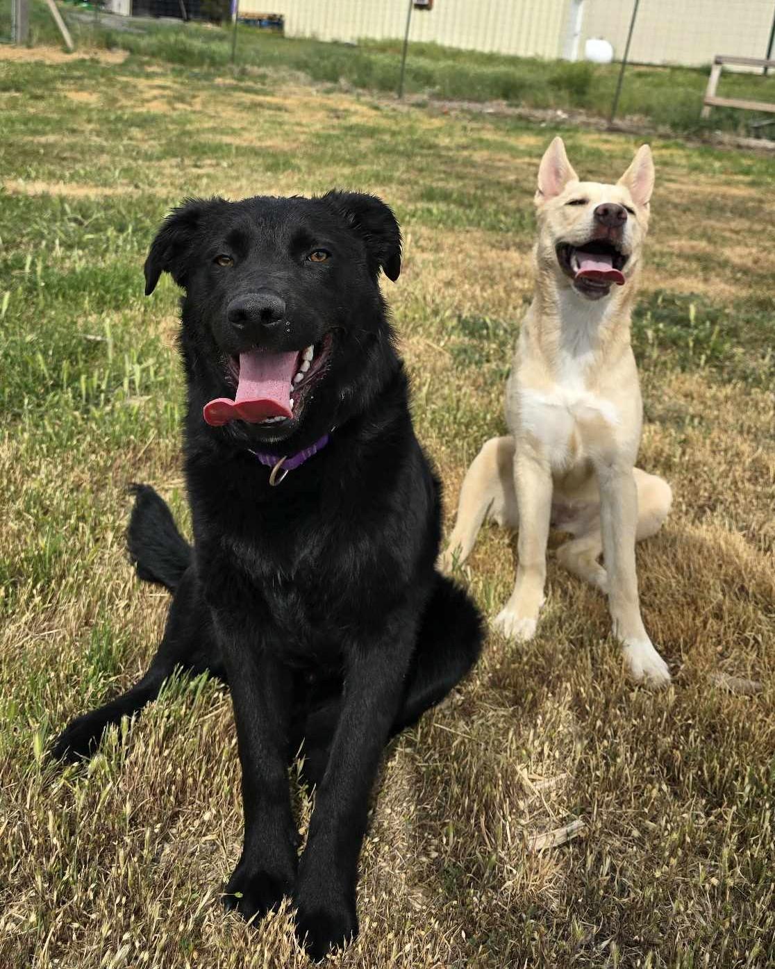 Velmer: RIDGE DOG IN TRAINING @ PRISON FACILITY 5