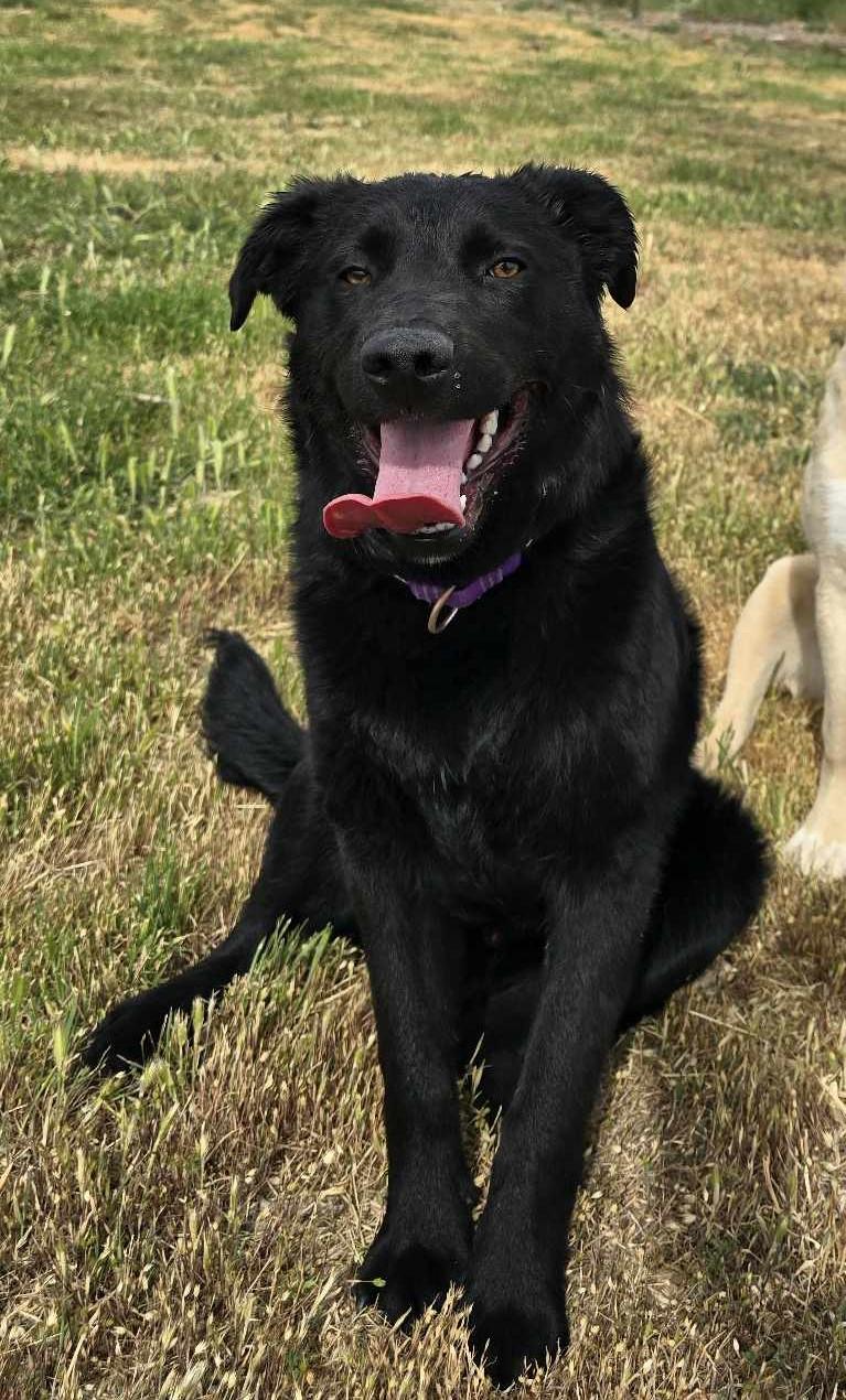 Velmer: RIDGE DOG IN TRAINING @ PRISON FACILITY 4