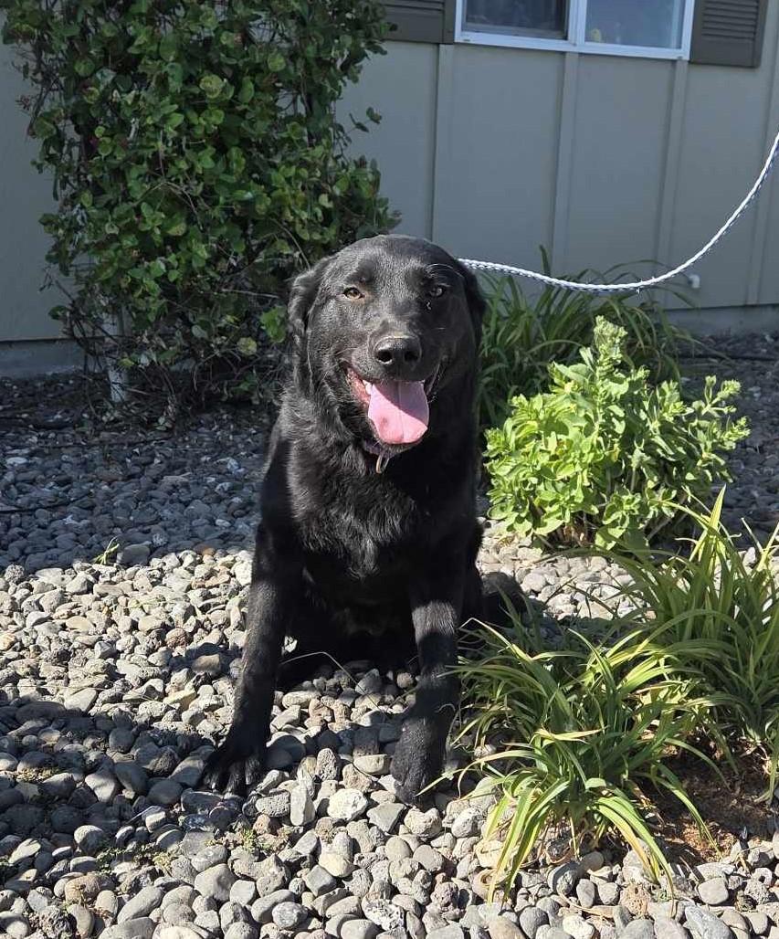Velmer: RIDGE DOG IN TRAINING @ PRISON FACILITY 6