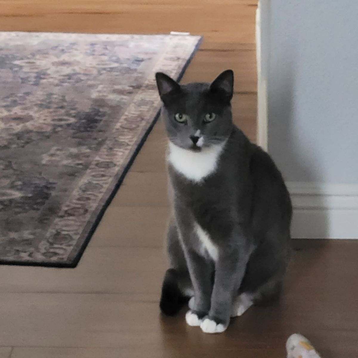 Leo (Bonded Pair with Dahlia), Adoptable, Adult Male Domestic Short Hair.