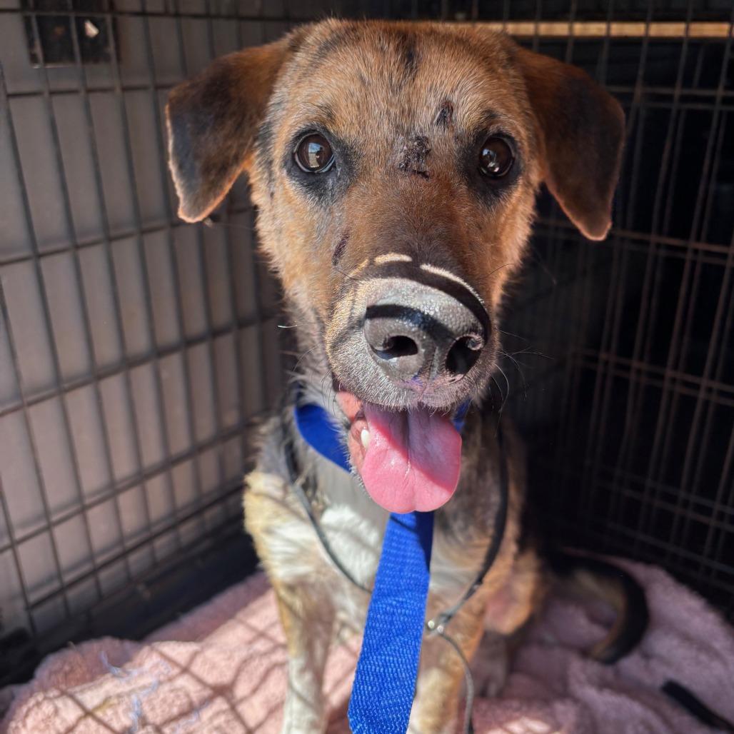 Rowdy prev Stiller JuM, a Adoptable mixed breed in Jacksonville, FL image 1/6