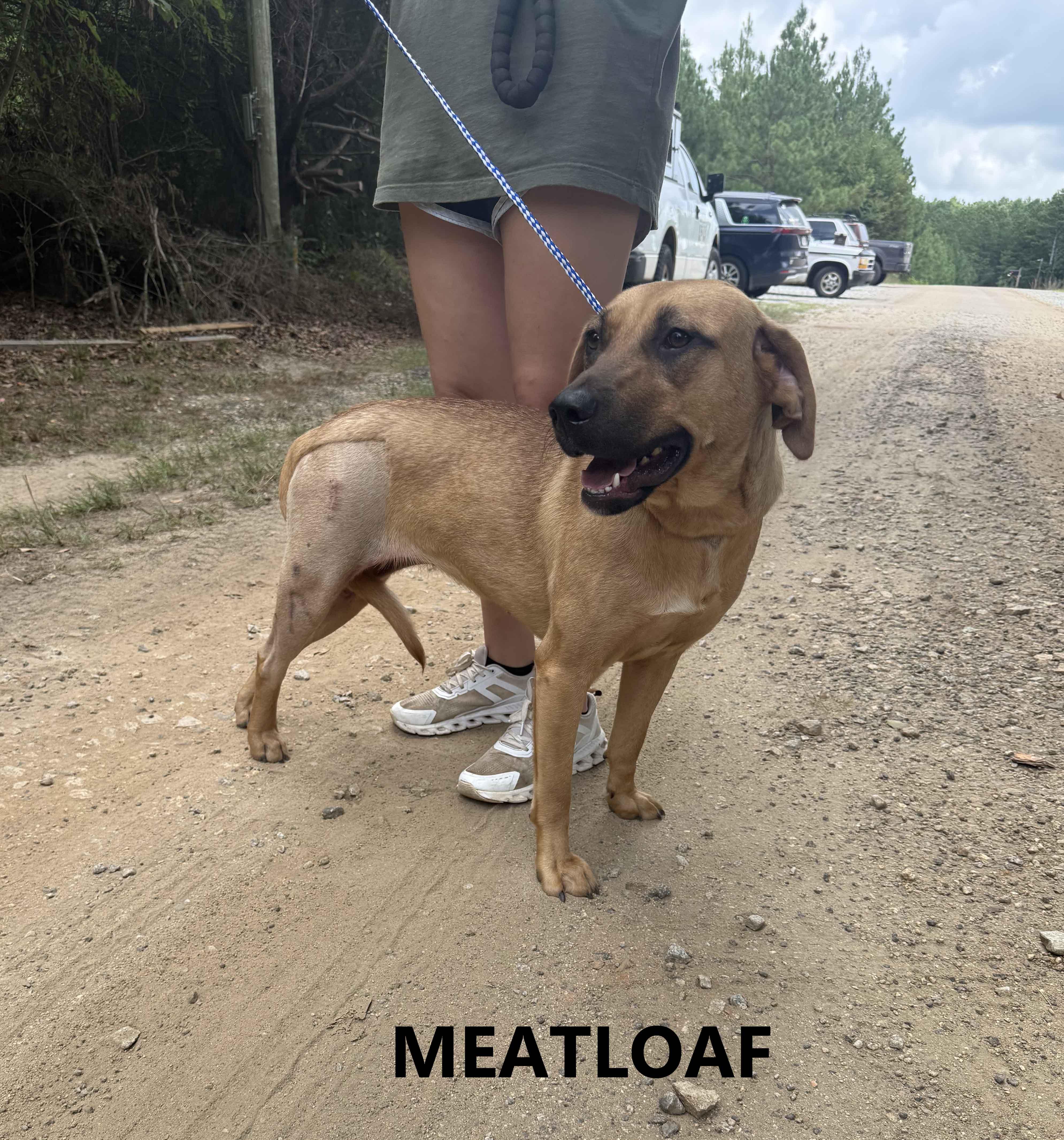 Enlarge Meatloaf, a Adoptable mixed breed in Washington, GA image 2/3