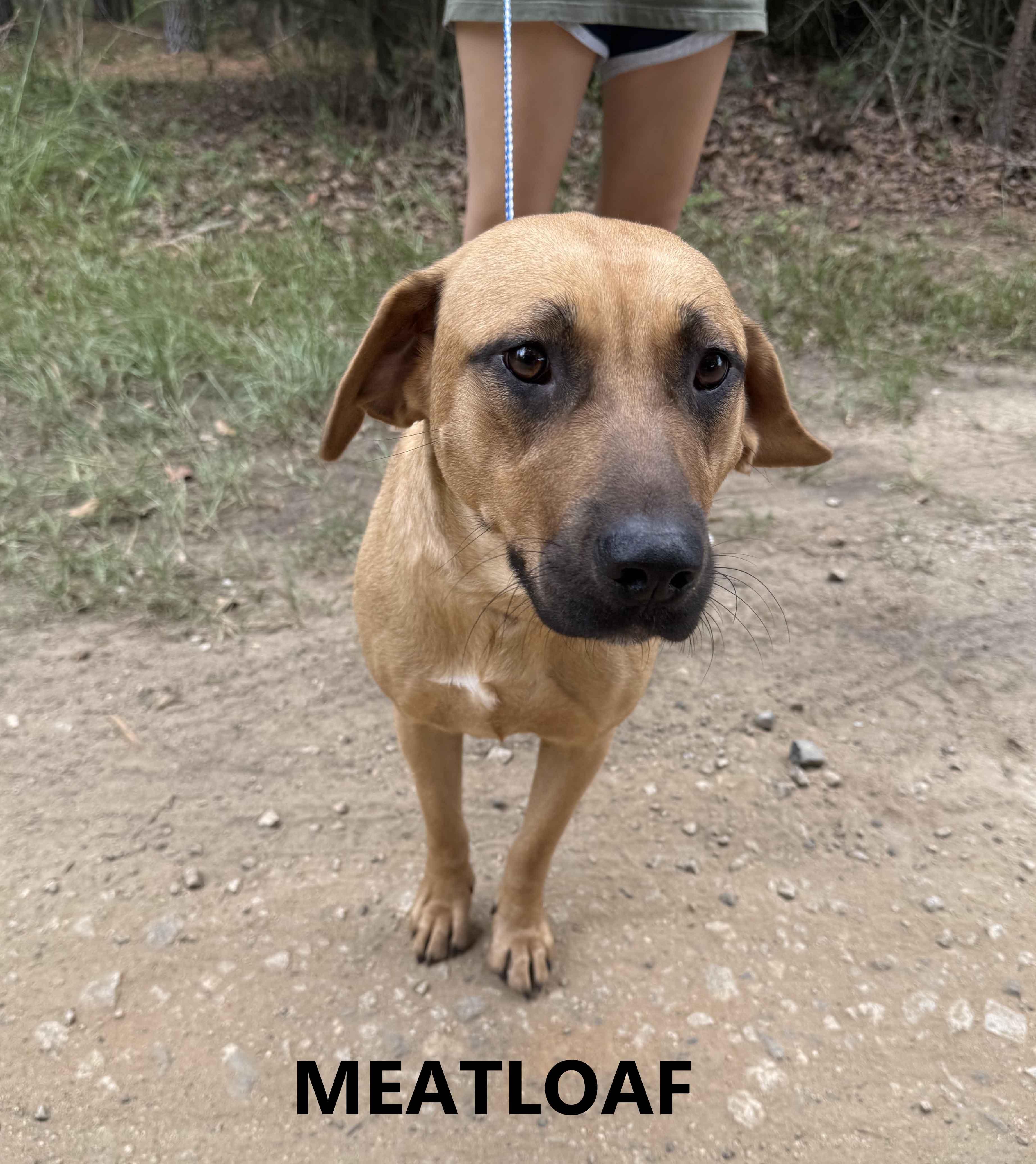 Meatloaf, Adoptable, Adult Female Labrador Retriever & Shepherd.