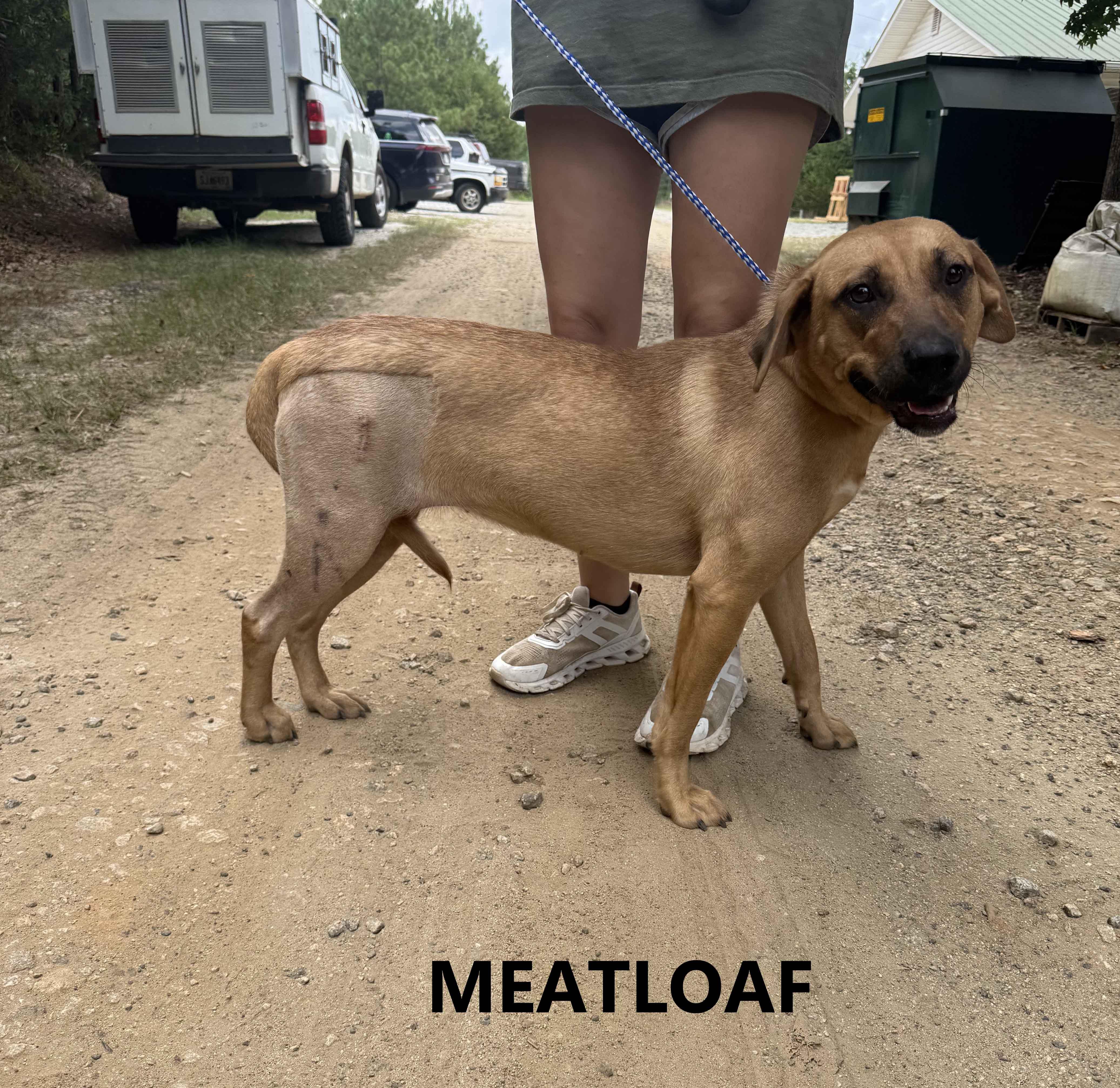 Enlarge Meatloaf, a Adoptable mixed breed in Washington, GA image 3/3