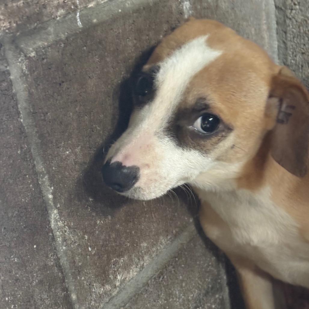 Enlarge Mack, a Adoptable Chihuahua in Santa Barbara, CA image 1/2