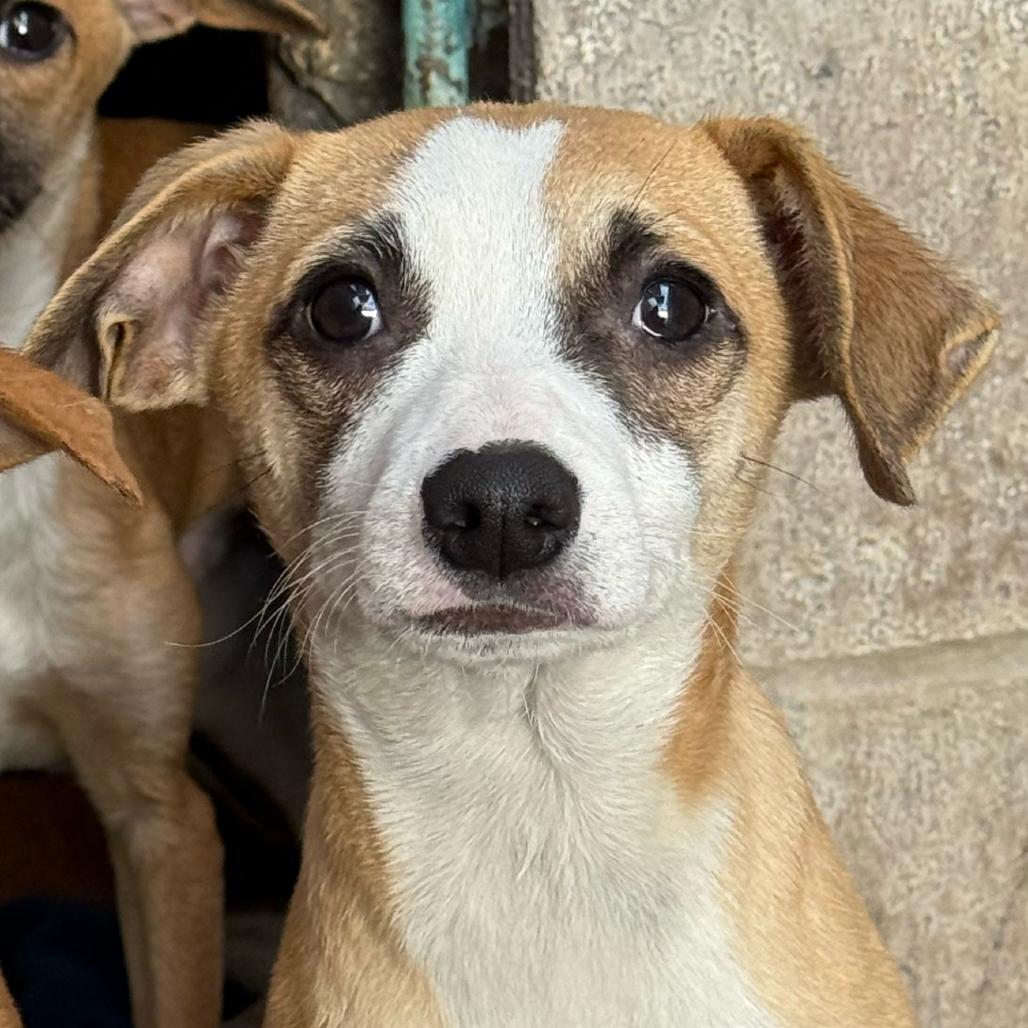 Enlarge Mack, a Adoptable Chihuahua in Santa Barbara, CA image 2/2