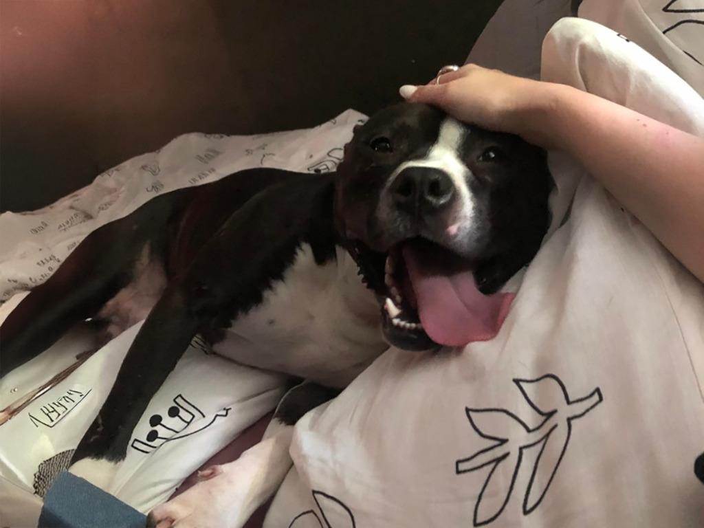 Tom, Adoptable, Adult Male Terrier.