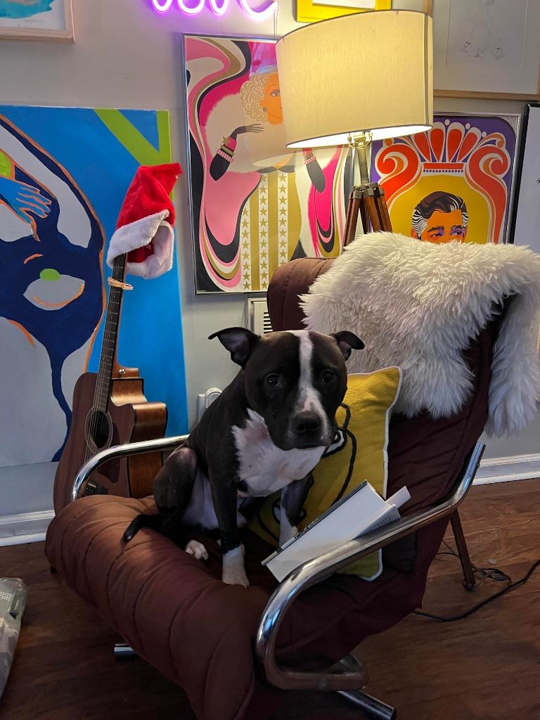 Enlarge Tom, a Adoptable mixed breed in Raleigh, NC image 4/5