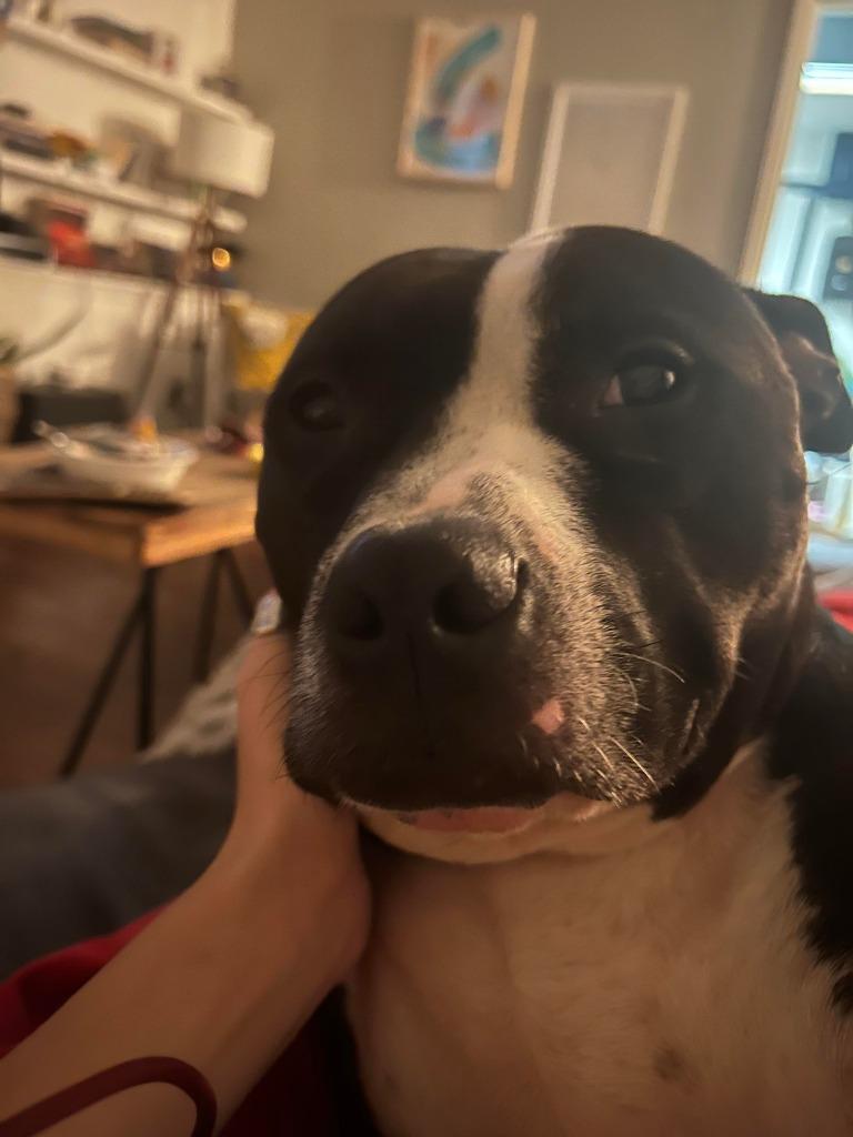 Enlarge Tom, a Adoptable mixed breed in Raleigh, NC image 5/5