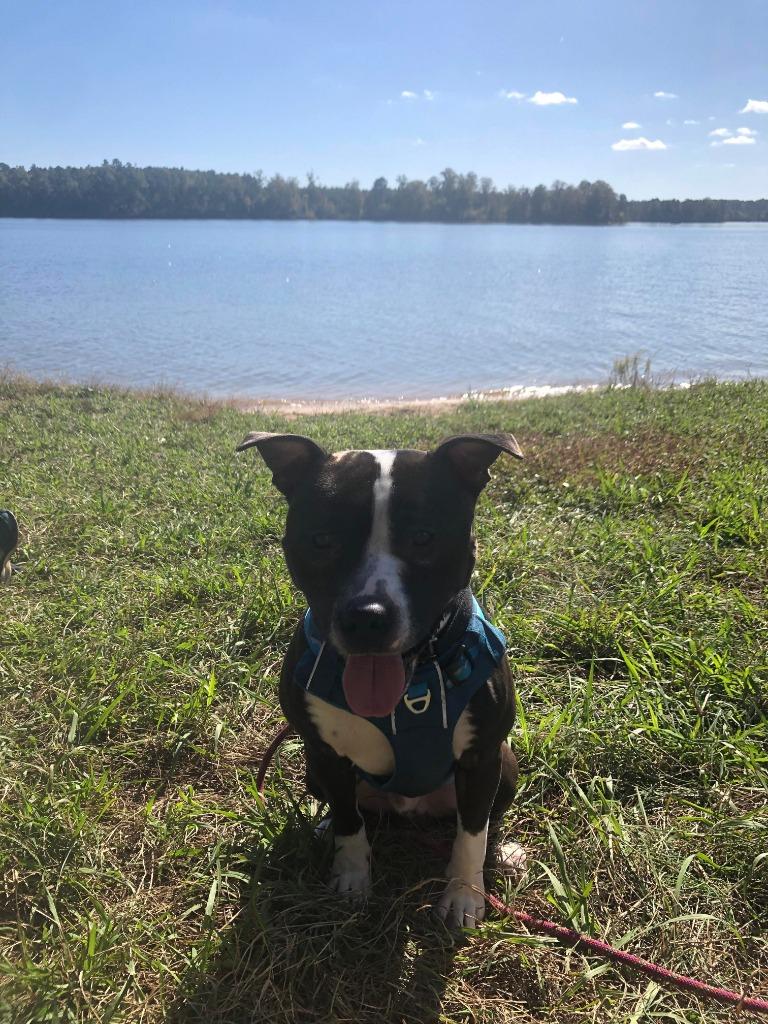 Enlarge Tom, a Adoptable mixed breed in Raleigh, NC image 5/5