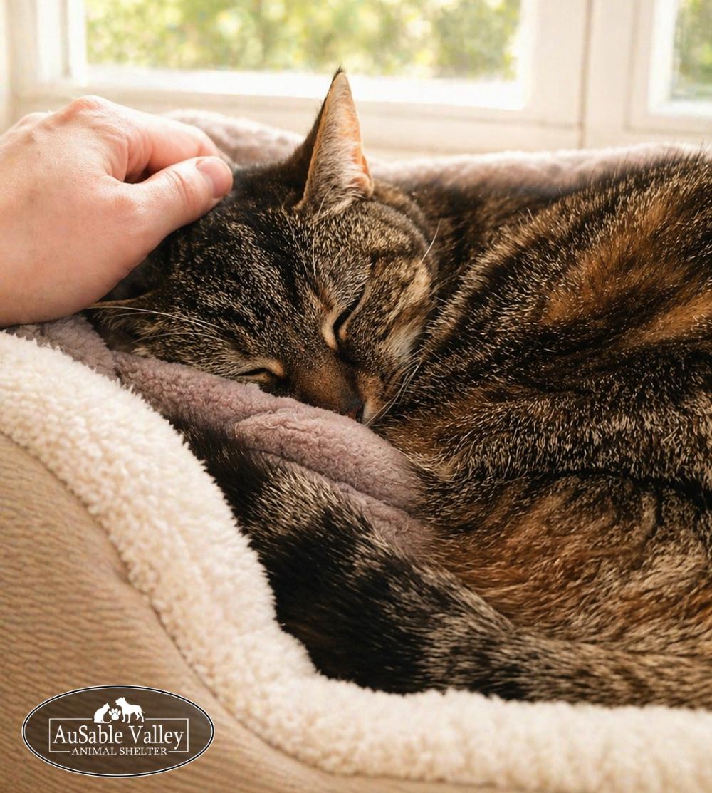 Enlarge Hazel, a ADOPTABLE Domestic Medium Hair in Grayling, MI image 2/4