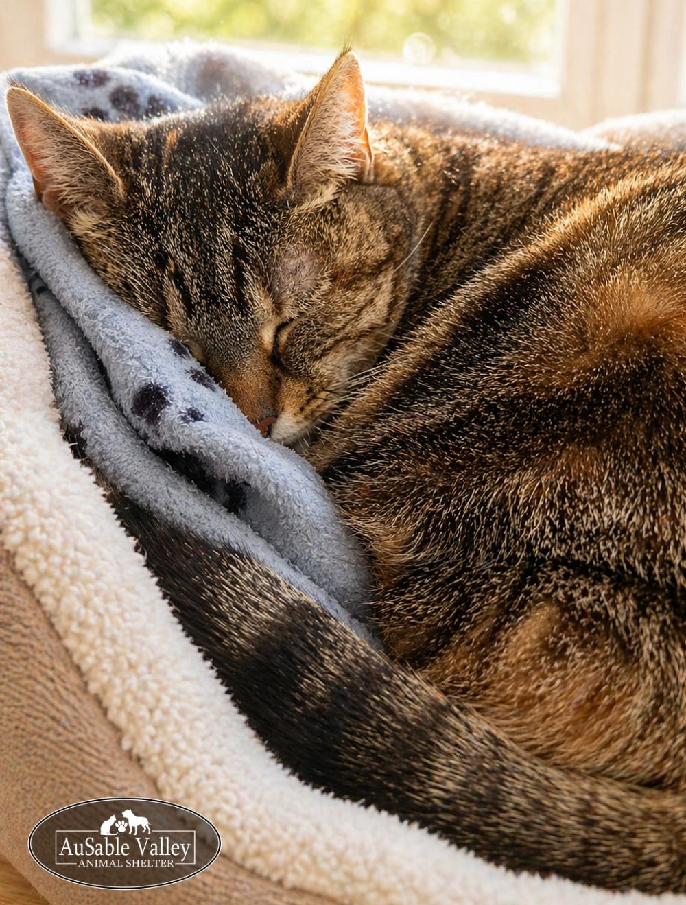 Enlarge Hazel, a ADOPTABLE Domestic Medium Hair in Grayling, MI image 4/4