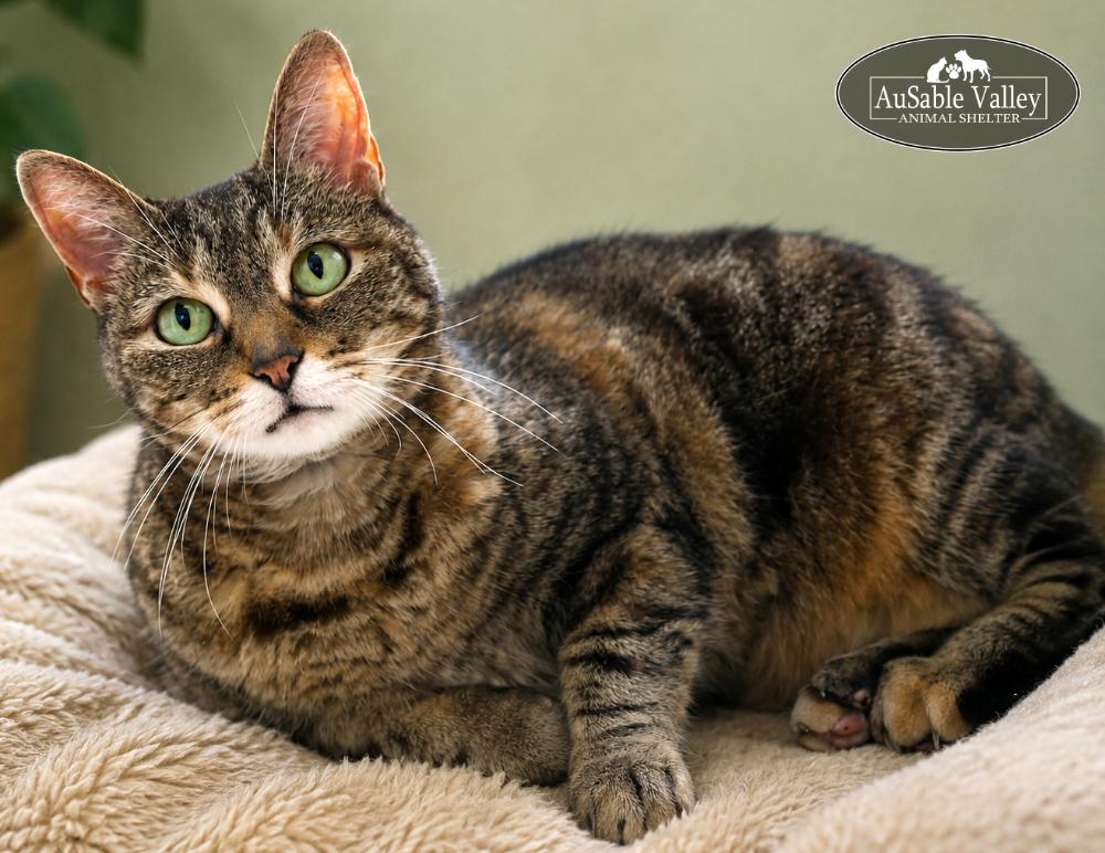 Enlarge Hazel, a ADOPTABLE Domestic Medium Hair in Grayling, MI image 1/6